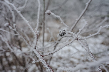 frozen forest
