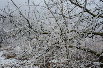 frozen forest
