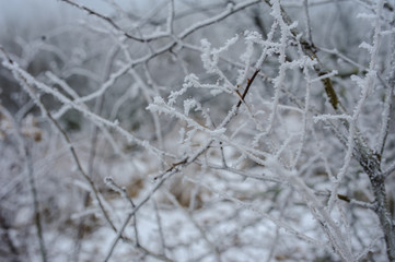 frozen forest