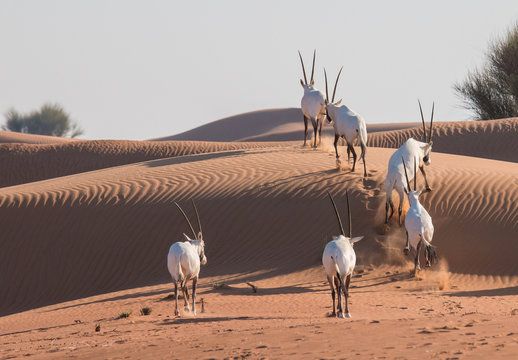 Arabian oryx (Oryx leucoryx) in the desert after sunrise. Dubai, United Arab Emirates.