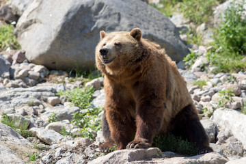 Orso bruno