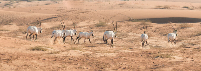 Fototapeta na wymiar Arabian oryx (Oryx leucoryx) in the desert after sunrise. Dubai, United Arab Emirates.
