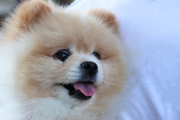Pomeranian brown color cute dog, looking the camera