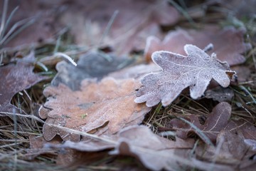 Dry and frosted leaf lying on ground