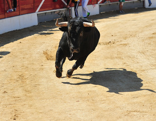 toro