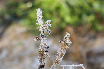 Frozen plant in the garden. Winter scene