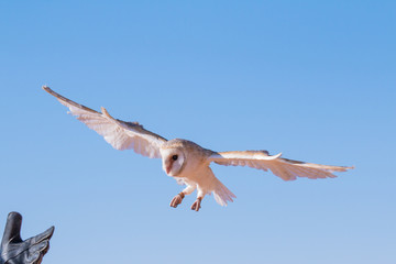 Barn owl (tyto alba) during a desert falconry show in Dubai, UAE. © Kertu