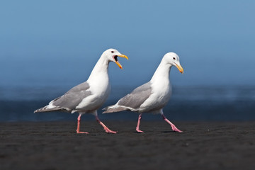 glaucous-winged gull, larus glaucescens