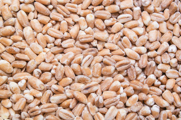 Wheat cereal, grains background or texture