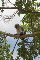 Vervet monkey sleeping on a tree in the Kruger National Park, South Africa