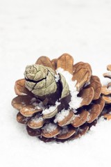 Group of cones in a snow