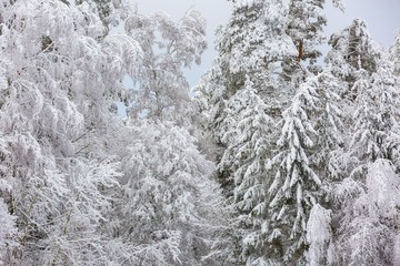 Winter forest with snow covered branches