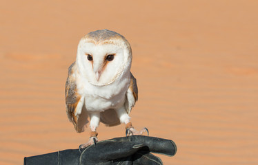 Barn owl (tyto alba) during a desert falconry show in Dubai, UAE.