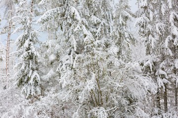 Winter forest with snow covered branches