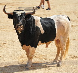 toro