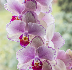 Fototapeta na wymiar orchids in detail in the living room