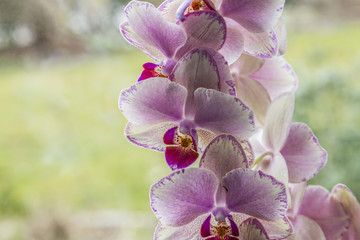 violet blooming orchids