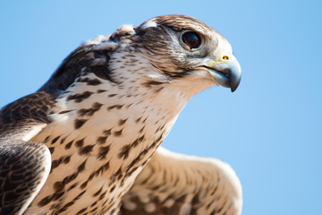 Male saker falcon (Falco cherrug) with his prey after a desert falconry show in Dubai Desert Conservation Centre. Dubai, UAE.