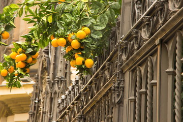 orange trees with fruits in Granada