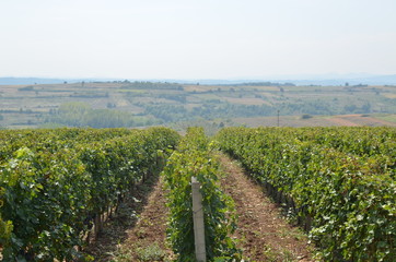 Fototapeta na wymiar Lines of red grapes vineyard and countryside in background