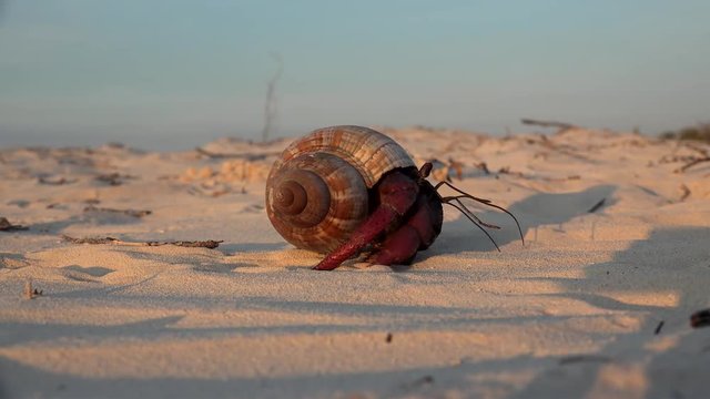 Caribbean hermit crab (Coenobita clypeatus) at a sand shore. Cuba