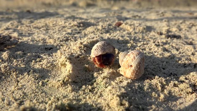 Two terrestrial Hermit crabs at a sand shore. Cuba.