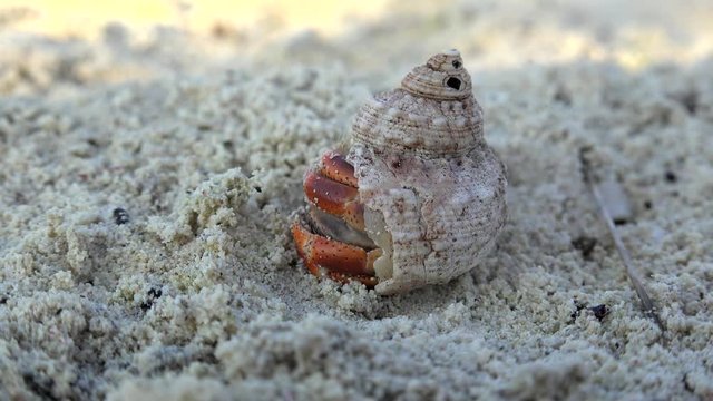 Hermit crab emerges from its shell. Cuba.