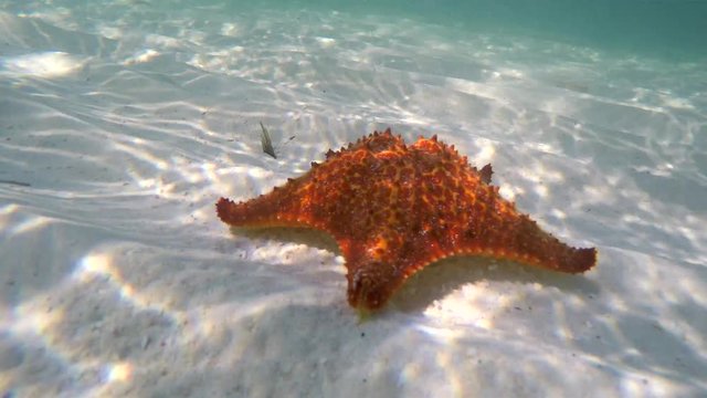 Red cushion sea star (Oreaster reticulatus) on the white sandy seabed. Caribbean, Cuba.