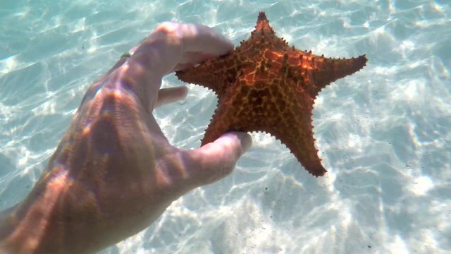 Hand of a snorkeler with the  cushion starfish (Oreaster reticulatus). Caribbean, Cuba.