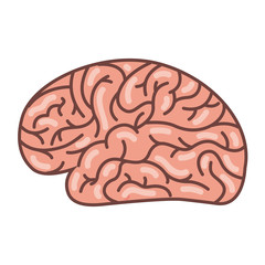human brain organ isolated icon vector illustration design