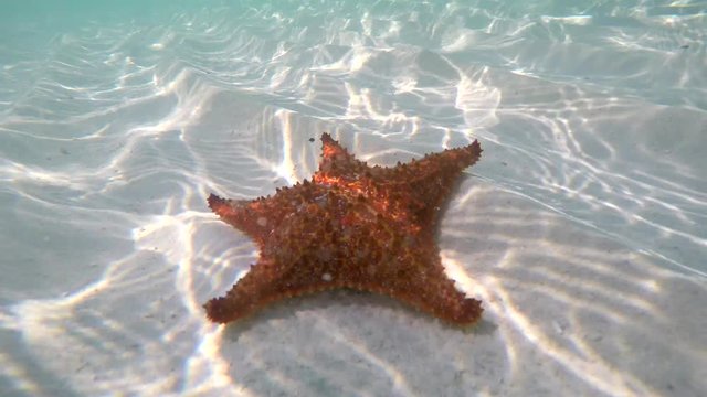 Snorkeler raises cushion starfish  (Oreaster reticulatus) from the sandy seabed. Caribbean, Cuba.