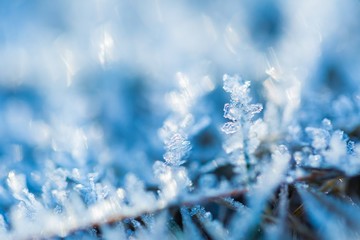 Close up of rime on plants.