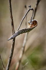 Autumn dry flowers branch on blurred background