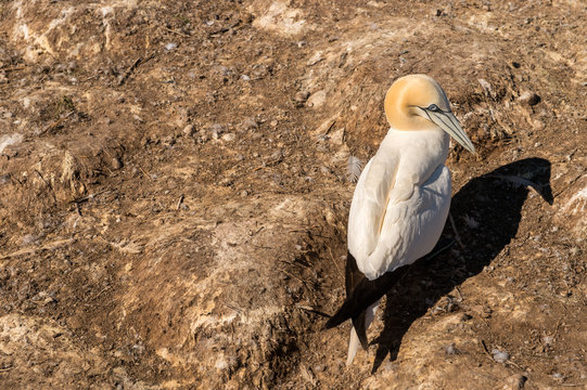 Northern gannet on Bonaventure Island, Quebec, Canada