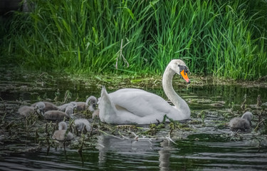 Schwan mit Nachwuchs