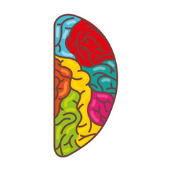 human brain organ isolated icon vector illustration design