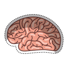 human brain organ isolated icon vector illustration design