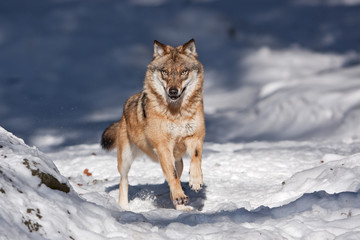 grey wolf, canis lupus