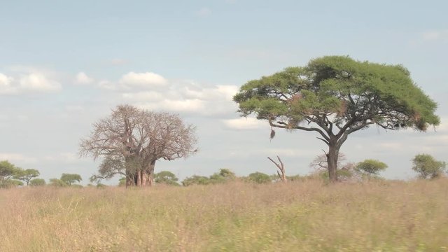 CLOSE UP: Safari game driving in savanna grassland in Tarangire National park