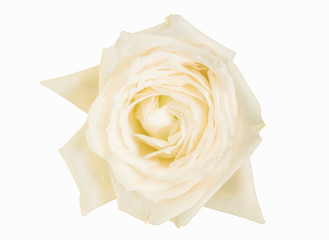 isolated white rose