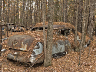 Car in the woods