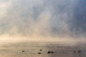 Ducks floating in water in mist