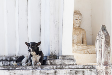 Dog on white pagoda in temple, Thailand.