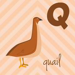 Cute cartoon zoo illustrated alphabet with funny animals: Q for Quail. English alphabet. Learn to read. Isolated Vector illustration.