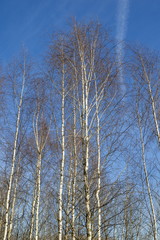 White  birches on blue sky background, spring time