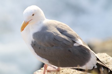 Seagull 