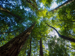 Standing with Giants - Standing in a Grove of Giant Redwoods Looking towards the sky.