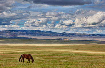 Fototapeta na wymiar Horses in steppe under cloudly sky