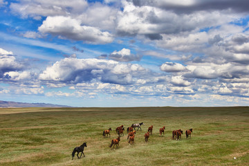 Horses in steppe under cloudly sky