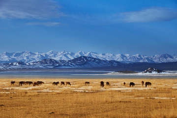 Horses near Khan-Tengry mountan